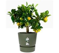 Elho Greenville Round INDOOR Pot & Base GREEN 25cm