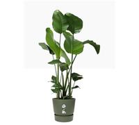 elho greenville Planter Round 30 cm - Leaf Green
