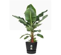 Elho Greenville 100% Recyclable Round Plant Pots & Saucers 4 Colours 5 Sizes