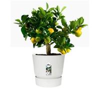 Elho Greenville Round INDOOR Pot & Base WHITE 25cm
