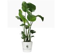 Elho Greenville Round INDOOR Pot & Base WHITE 30cm