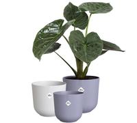 elho Jazz Round 14,16,19 Flower Pots Set - Lavender Lilac | Ø 14, 16, 19 cm | 3 Plant Pots Included | Suitable for Indoor Use | 100% Recycled Plastic