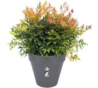 Elho loft urban round wheels 40 flowerpot - anthracite