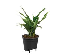 Elho Self-Watering Insert 24cm - Living Black