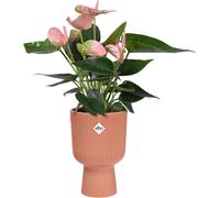 Elho Vibes Fold 14cm Coupe Plastic Indoor Plant Pot - Delicate Pink