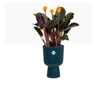 Elho Vibes Fold Coupe Tall INDOOR Pot 14cm DEEP BLUE