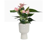 Elho Vibes Fold 14cm Coupe Plastic Indoor Plant Pot - Silky White