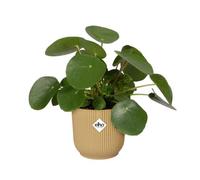ELHO VIBES FOLD ROUND 14CM - BUTTER YELLOW