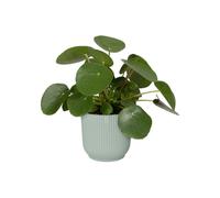 Elho Vibes Fold Round 18cm - Sorbet Green