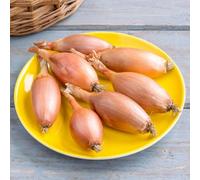 Elista Onion Seeds Reliable Maincrop Large Bulbs Excellent Flavour Strong Storage Home Growing/cooking Easy Sow Thompson & Morgan