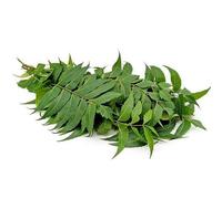 EliteKoopers 10g Fresh Organic Neem Leaves Nim Leaf For Medical Use Acne & Skin Care