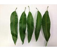 EliteKoopers 10Pcs Fresh Green Mango Leaf Leave Healthy & Cosmetic Benefits