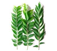 EliteKoopers 15g Fresh Organic Curry Leaves Kaddi Patta For Cooking