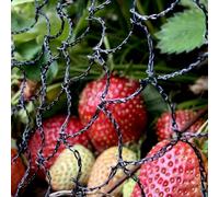 Elixir Gardens Anti Bird Netting 1m 2m 4m 6m 8m 10m 12m 14m 20m Net Fruit Pond Koi Fish | 12m x 9m | Cage, Vegetable Patch | 2m - 100m Lengths Available | Seagull, Pigeon, Magpie Deterrent