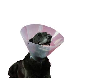 Elizabethan Dog Collar KVP Betsy (33-40 cm)