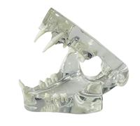 Elqater Transparent Teeth Anatomical Model Dental Animals Oral Tooth Jaw for Veterinary Educational Tool (Cat) Transparent