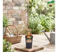 Elstar Apple Tree (Malus Domestica) - 15Cm Pot