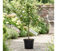 Elstar Apple Tree (Malus Domestica) - 23Cm Pot