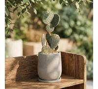 Elvida Interiors Rounded Concrete Planter with Drainage Tray - Modern Indoor & Outdoor Plant Pot - Decorative Flower Pot for Succulents, Herbs & Houseplants - Grey Concrete Finish
