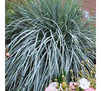 Elymus magellanicus Magellan Rye Ornamental Grass Deciduous Outdoor Plant in Pot