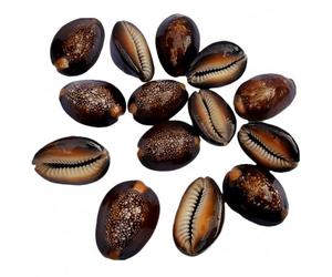 Emagnet TSS The Sanatan Setu Raj Laxhmi Black Kauri - 11 Pieces || Kaali Kodi for Puja || Pooja Set Cowrie,Cowrie for decorative purpose, kaudi for laxmi Puja