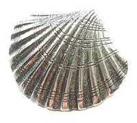 emblems gifts Medieval Scallop Shell Pilgrim Pewter Lapel Pin Badge + 59mm Button Badge