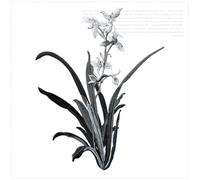Embroidery Patches 19 X 24.5CM Orchid Flower Patch Iron On Applique Floral for Clothes Fabric to Stick DIY Coat Jeans Accessories(Color A)