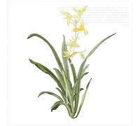 Embroidery Patches 19 X 24.5CM Orchid Flower Patch Iron On Applique Floral for Clothes Fabric to Stick DIY Coat Jeans Accessories for DIY(Color F)