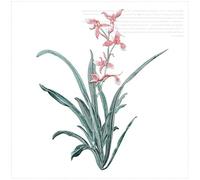 Embroidery Patches 19 X 24.5CM Orchid Flower Patch Iron On Applique Floral Patch for Clothes Fabric Iron to Stick DIY Coat Jeans Accessories(Color D)