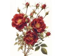 Embroidery Starter Kit, Colorful Rose Flowers Pattern Stamped Cross Stitch Kits, 11CT Printed Cross Stitch Kit for Home Wall Decor 40x50cm(K9)