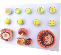 Embryo Development Model-Fertilization and Early Embryo Development Process Model, Egg Cell Development Obstetrics & Gynecology Teaching Placenta Model, for Medical Teaching Demonstration.