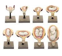 Embryonic/Fetal Development Model Set, 8 Pcs Human Embryo Development Model, Anatomy Pregnancy Embryo Fetal Development Process Model, for Teaching Training Practice