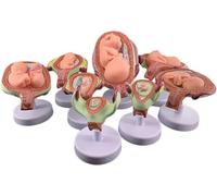 Embryonic/Fetal Development Model Set, 8 Pcs Human Embryo Development Model, Anatomy Pregnancy Embryo Fetal Development Process Model, for Teaching Training Practice