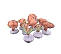 Embryonic/Fetal Development Model Set,8Pcs Human Embryo Development Model Set,Anatomy Pregnancy Embryo Fetal Development Process Model,for Medical Teaching Training Research Practice Exercise