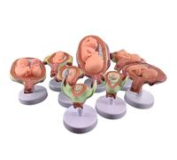 Embryonic/Fetal Development Model Set,8Pcs Human Embryo Development Model Set,Anatomy Pregnancy Embryo Fetal Development Process Model,for Medical Teaching Training