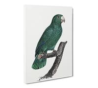 Emerald Cuban Amazon Parrot By F. Levaillant Vintage Canvas Wall Art Print Ready to Hang, Framed Picture for Living Room Bedroom Home Office Décor, 20x14 Inch (50x35 cm)