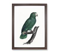 Emerald Cuban Amazon Parrot By F. Levaillant Vintage Framed Print | A2 Walnut Framed Wall Art | Ready to Hang | Classic Animal Picture | Living Room Bedroom Lounge Office