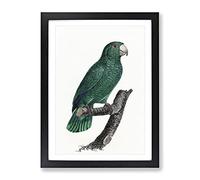 Emerald Cuban Amazon Parrot By F. Levaillant Vintage Framed Print | A3 Black Framed Wall Art | Ready to Hang | Classic Animal Picture | Living Room Bedroom Lounge Office