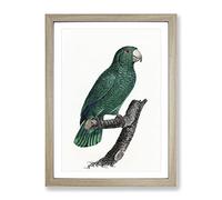 Emerald Cuban Amazon Parrot By F. Levaillant Vintage Framed Print | A3 Oak Framed Wall Art | Ready to Hang | Classic Animal Picture | Living Room Bedroom Lounge Office