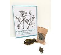 Emerald Isle Seaweed Organic Flakes Granules Herbs, Dulse, Sweet Kelp, Kombu, Sea Spaghetti, Bladder Wrack, Salt Replacement, Flavour Enhancer (Sweat Kelp)