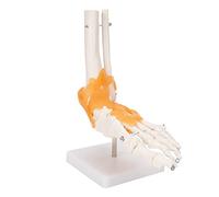 Eminchu 1:1 Human Foot Joint Model with Ligaments for Educational Display Eco-friendly PVC Material Suitable for Teaching and Understanding Foot