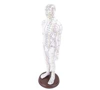 Eminchu 52cm Acupuncture Model with Base, Crafted Exquisite Accuracy, High Definition Engraving, Sturdy Material, for Traditional Acupuncture Training (Male)