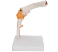 Eminchu Elbow Joint Model Life Size Accurate Skeleton Model for Teaching and Display 19 X 12 X 12cm