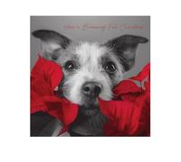 Emotional Rescue In Black & White Christmas Card, Dog with Poinsettia Plant, 16.3 x 16.3 cms, Multi-Coloured
