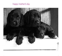 Emotional Rescue Mother's Day Card, Mother's Day Card Labrador, Black Labradors, In Black & White, Open, Mother's Day Card, 163x163mm, multi, WMW137