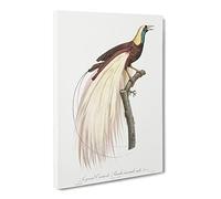 Emperor Bird Of Paradise By Jacques Barraband Canvas Print | Gallery Wrapped 30mm Frame Wall Art | 30x20 inches | Ready to Hang | Retro Animals Picture | Living Room Bedroom Lounge Office