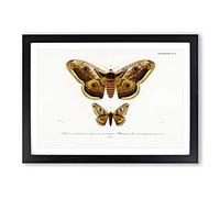 Emperor Moths Illustrations by Charles d' Orbigny Framed Print | A2 Black Framed Wall Art | Ready to Hang | Modern Nature Picture | Living Room Bedroom Lounge Office