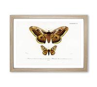 Emperor Moths Illustrations by Charles d' Orbigny Framed Print | A2 Oak Framed Wall Art | Ready to Hang | Modern Nature Picture | Living Room Bedroom Lounge Office