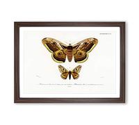 Emperor Moths Illustrations by Charles d' Orbigny Framed Print | A2 Walnut Framed Wall Art | Ready to Hang | Modern Nature Picture | Living Room Bedroom Lounge Office