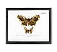 Emperor Moths Illustrations By Charles D' Orbigny Vintage Framed Print | A4 Black Framed Wall Art | Ready to Hang | Classic Nature Picture | Living Room Bedroom Lounge Office